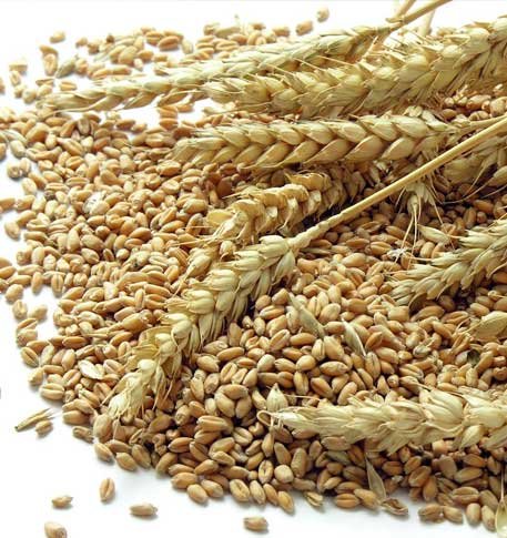 Wheat